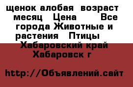 щенок алобая .возраст 1 месяц › Цена ­ 7 - Все города Животные и растения » Птицы   . Хабаровский край,Хабаровск г.